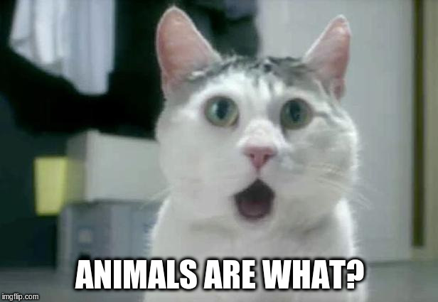 OMG Cat Meme | ANIMALS ARE WHAT? | image tagged in memes,omg cat | made w/ Imgflip meme maker