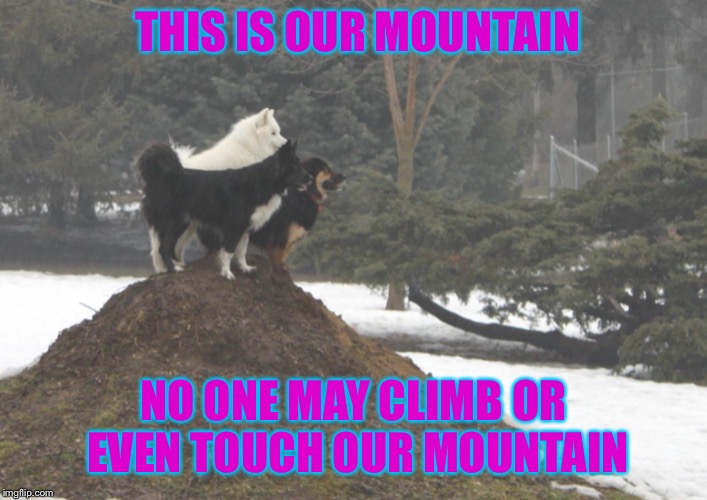 THIS IS OUR MOUNTAIN; NO ONE MAY CLIMB OR EVEN TOUCH OUR MOUNTAIN | image tagged in funny dogs,dog,our mountain,funny memes,funny | made w/ Imgflip meme maker