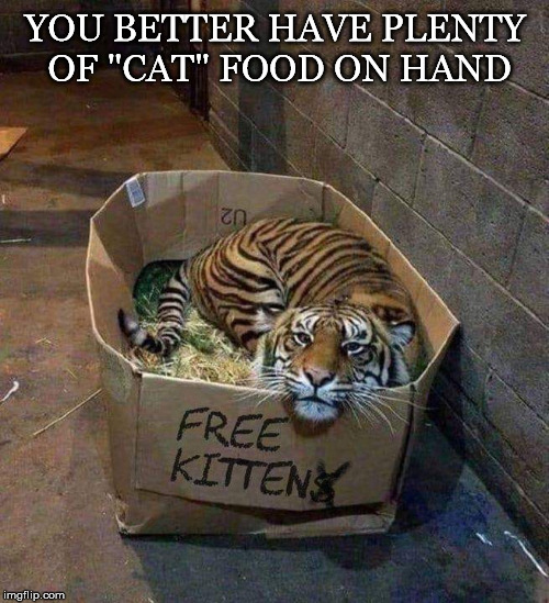 Aweee, a Kitty | YOU BETTER HAVE PLENTY OF "CAT" FOOD ON HAND | image tagged in free,kitten,tiger,box,whiskers,cat | made w/ Imgflip meme maker