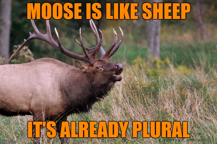 Screaming elk | MOOSE IS LIKE SHEEP IT'S ALREADY PLURAL | image tagged in screaming elk | made w/ Imgflip meme maker