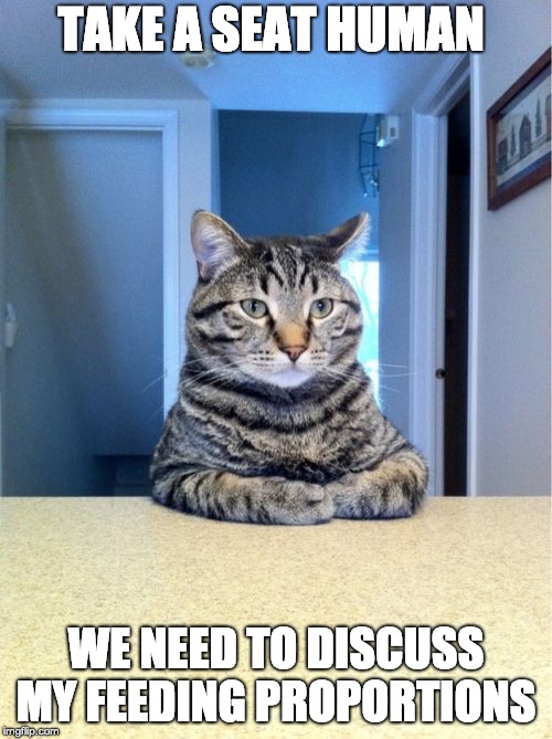 Take A Seat Cat |  TAKE A SEAT HUMAN; WE NEED TO DISCUSS MY FEEDING PROPORTIONS | image tagged in memes,take a seat cat | made w/ Imgflip meme maker