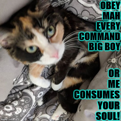 OBEY MAH EVERY COMMAND BIG BOY; OR ME CONSUMES YOUR SOUL! | image tagged in obey me | made w/ Imgflip meme maker
