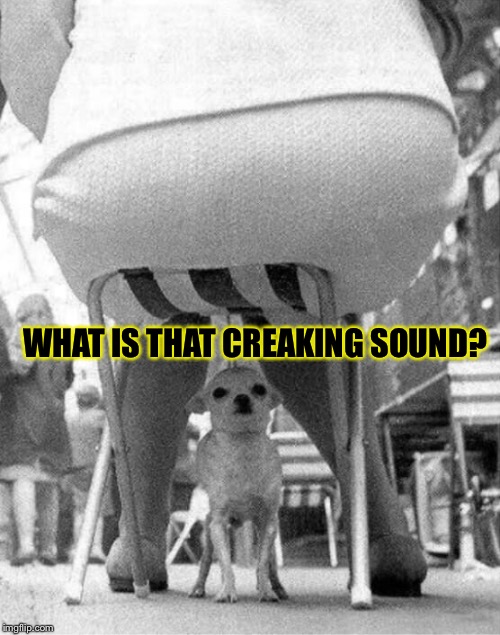 Death wish: Chihuahua  | WHAT IS THAT CREAKING SOUND? | image tagged in dog,chair,memes,funny | made w/ Imgflip meme maker