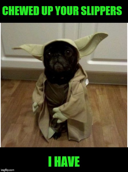Yoda Dog | CHEWED UP YOUR SLIPPERS; I HAVE | image tagged in memes,dogs,yoda | made w/ Imgflip meme maker