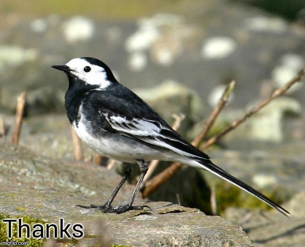 Savage Pied Wagtail | Thanks | image tagged in savage pied wagtail | made w/ Imgflip meme maker