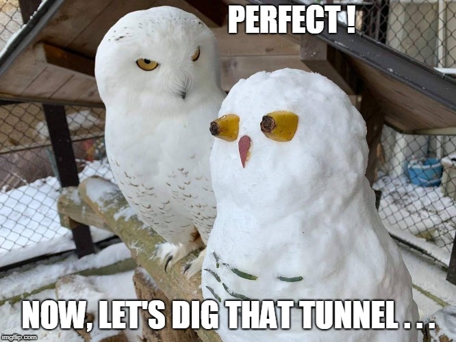Snowy Owl | PERFECT ! NOW, LET'S DIG THAT TUNNEL . . . | image tagged in owl,snow,escape | made w/ Imgflip meme maker