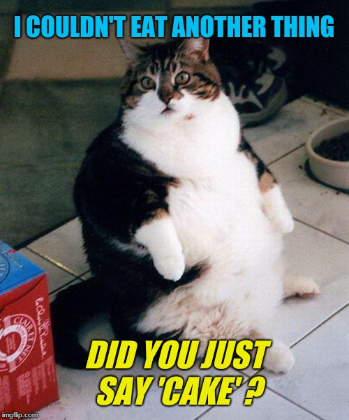 On second thought... | I COULDN'T EAT ANOTHER THING; DID YOU JUST SAY 'CAKE' ? | image tagged in fat cat,memes,cats,cake,buffet,too much food | made w/ Imgflip meme maker
