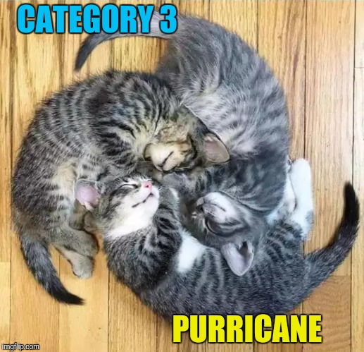 CATEGORY 3; PURRICANE | image tagged in memes,cats,purricane | made w/ Imgflip meme maker