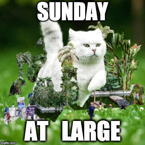  SUNDAY; AT   LARGE | image tagged in sunday,at large,freedom,no more worries | made w/ Imgflip meme maker