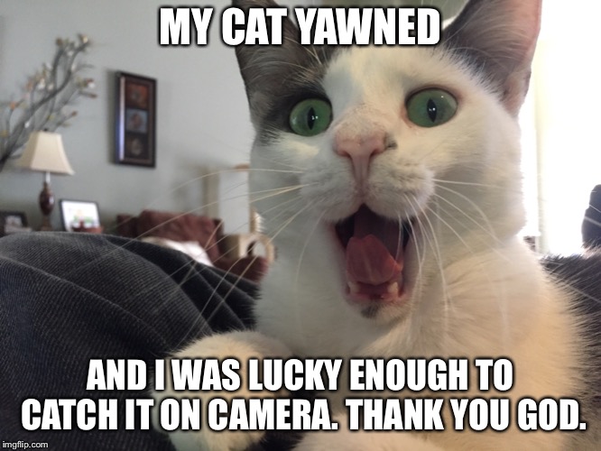 My cat | MY CAT YAWNED; AND I WAS LUCKY ENOUGH TO CATCH IT ON CAMERA. THANK YOU GOD. | image tagged in cats | made w/ Imgflip meme maker