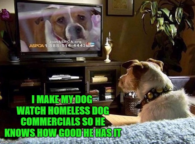 Then I hide all my credit cards... | I MAKE MY DOG WATCH HOMELESS DOG COMMERCIALS SO HE KNOWS HOW GOOD HE HAS IT | image tagged in dog watch tv,memes,aspca,dogs,funny,animals | made w/ Imgflip meme maker