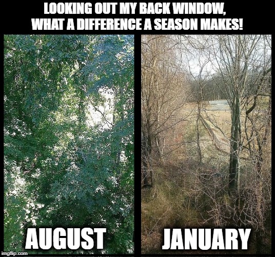 Nature's amazing, isn't she? | LOOKING OUT MY BACK WINDOW,  WHAT A DIFFERENCE A SEASON MAKES! AUGUST; JANUARY | image tagged in back window view,nature,seasonal change,cool | made w/ Imgflip meme maker