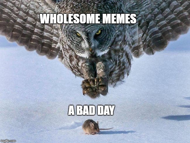 Owl Hunts Mouse | WHOLESOME MEMES; A BAD DAY | image tagged in owl hunts mouse | made w/ Imgflip meme maker