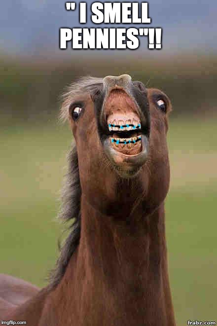 horse face | " I SMELL PENNIES"!! | image tagged in horse face | made w/ Imgflip meme maker