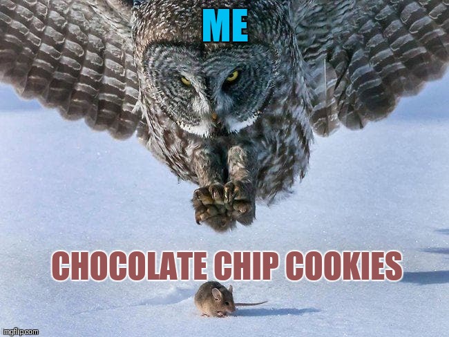 Thanks to "thegoddard11" for the template | ME; CHOCOLATE CHIP COOKIES | image tagged in owl hunts mouse,memes,44colt,chocolate chip cookies,cookies,thegoddard11 | made w/ Imgflip meme maker