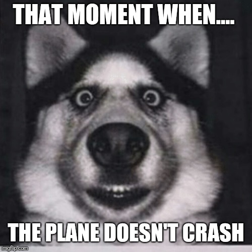 THAT MOMENT WHEN.... THE PLANE DOESN'T CRASH | image tagged in shocked doggo | made w/ Imgflip meme maker