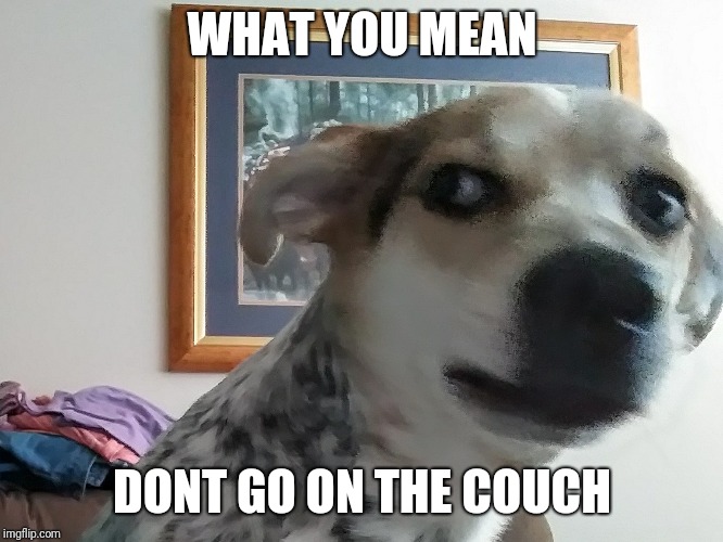 What you mean Dog - Imgflip