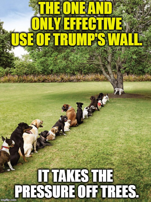 THE ONE AND ONLY EFFECTIVE USE OF TRUMP'S WALL. IT TAKES THE PRESSURE OFF TREES. | image tagged in trump,wall,dog,tree | made w/ Imgflip meme maker