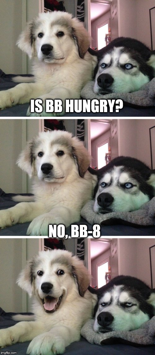 Bad pun dogs |  IS BB HUNGRY? NO, BB-8 | image tagged in bad pun dogs,memes,star wars bb-8,star wars,funny | made w/ Imgflip meme maker