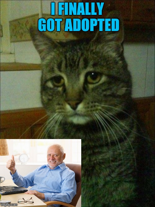 Hide The Pain Tibby | I FINALLY GOT ADOPTED | image tagged in memes,depressed cat,hide the pain harold,adopted,adoption,cat meme | made w/ Imgflip meme maker