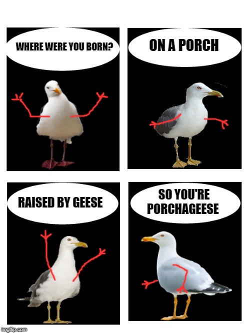 Sea gull Guy | ON A PORCH; WHERE WERE YOU BORN? SO YOU'RE PORCHAGEESE; RAISED BY GEESE | image tagged in sea gull,stick arm's,comic,sea gull guy | made w/ Imgflip meme maker