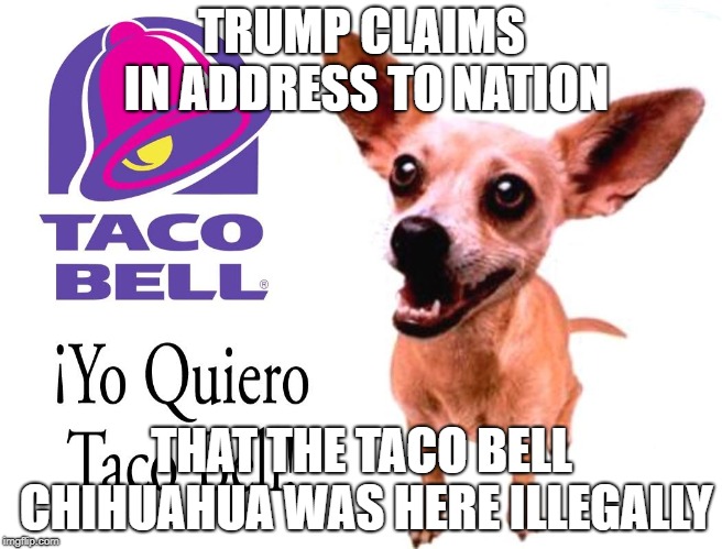 Taco Bell Chihuahua Was An Illegal | TRUMP CLAIMS IN ADDRESS TO NATION; THAT THE TACO BELL CHIHUAHUA WAS HERE ILLEGALLY | image tagged in taco bell dog,chihuahua,gidget,trump,illegal immigration | made w/ Imgflip meme maker