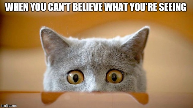 WHEN YOU CAN'T BELIEVE WHAT YOU'RE SEEING | image tagged in grey cat | made w/ Imgflip meme maker