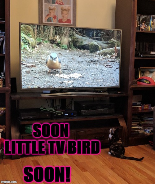 SOON LITTLE TV BIRD; SOON! | image tagged in soon | made w/ Imgflip meme maker