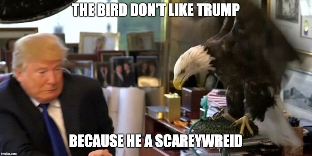 EAGLE scaring | THE BIRD DON'T LIKE TRUMP; BECAUSE HE A SCAREYWREID | image tagged in donald trump,patriotic eagle | made w/ Imgflip meme maker