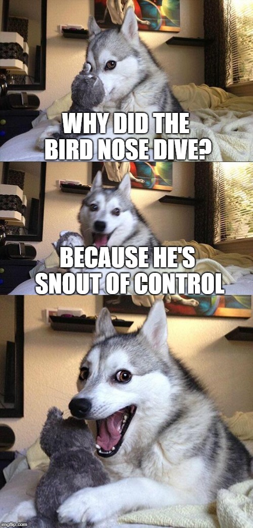 Bad Pun Dog | WHY DID THE BIRD NOSE DIVE? BECAUSE HE'S SNOUT OF CONTROL | image tagged in memes,bad pun dog | made w/ Imgflip meme maker