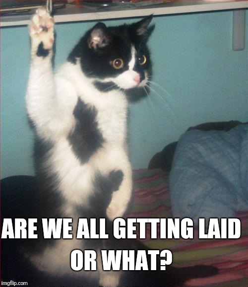 question cat | ARE WE ALL GETTING LAID OR WHAT? | image tagged in question cat | made w/ Imgflip meme maker