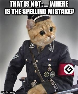 Grammar Nazi Cat | THAT IS NOT ..... WHERE IS THE SPELLING MISTAKE? | image tagged in grammar nazi cat | made w/ Imgflip meme maker