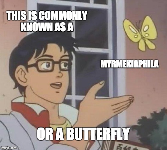 Is This A Pigeon | THIS IS COMMONLY KNOWN AS A; MYRMEKIAPHILA; OR A BUTTERFLY | image tagged in memes,is this a pigeon | made w/ Imgflip meme maker