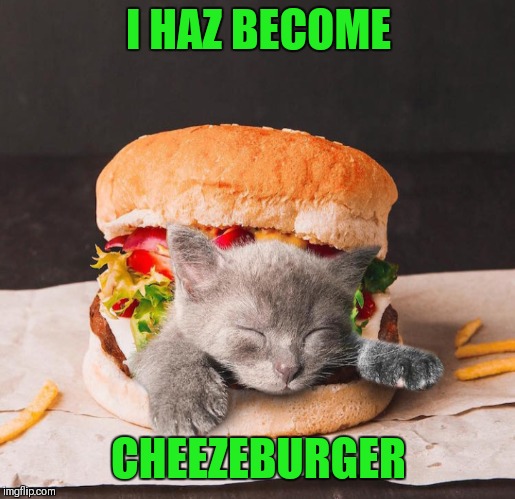 I iz cheezeburger | I HAZ BECOME; CHEEZEBURGER | image tagged in memes,cute,cats,cheeseburger,i can has cheezburger cat | made w/ Imgflip meme maker