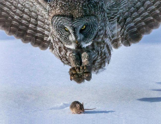 owl hunts mouse bottom spacing Blank Meme Template