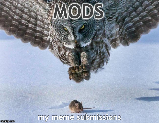 They won't even compensate the daily allotment of submissions | MODS; my meme submissions | image tagged in owl hunts mouse extended,imgflip,imgflip mods,terms and conditions,memes,owl hunts mouse | made w/ Imgflip meme maker