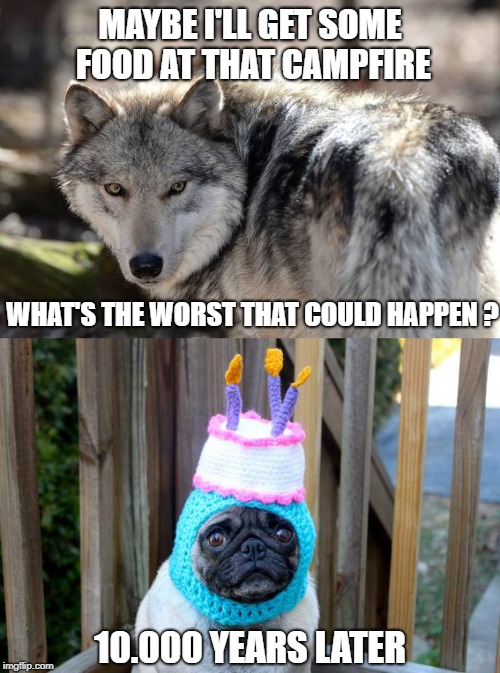 Years of evolution... ruined! | MAYBE I'LL GET SOME FOOD AT THAT CAMPFIRE; WHAT'S THE WORST THAT COULD HAPPEN ? 10.000 YEARS LATER | image tagged in wolf,pug,hat,evolution | made w/ Imgflip meme maker