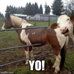 WTF Cow | YO! | image tagged in wtf cow | made w/ Imgflip meme maker