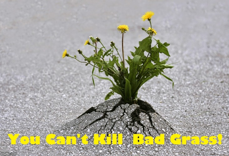 My Secret to Longevity | YOU CAN'T KILL BAD GRASS | image tagged in weed breaking through asphalt,vince vance,dandelion,the strength of nature,old people | made w/ Imgflip meme maker