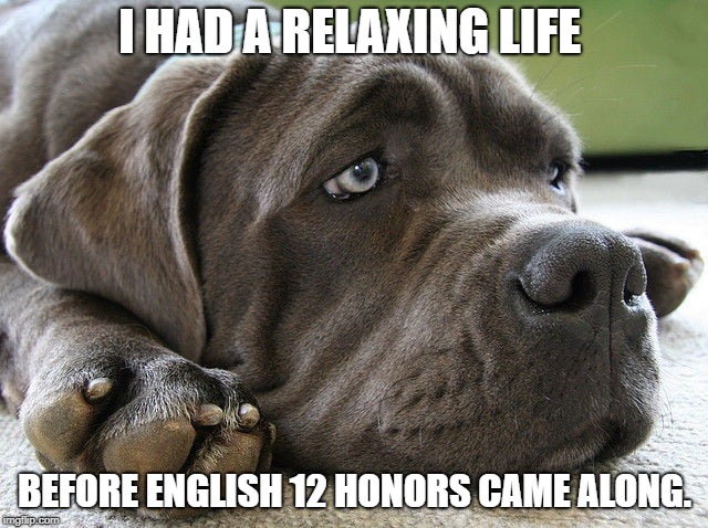 I HAD A RELAXING LIFE; BEFORE ENGLISH 12 HONORS CAME ALONG. | image tagged in dog | made w/ Imgflip meme maker