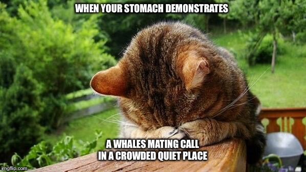 Embarrassed Cat | WHEN YOUR STOMACH DEMONSTRATES; A WHALES MATING CALL IN A CROWDED QUIET PLACE | image tagged in embarrassed cat,stomach growling,hungry,stomach hurts,starving,embarrassed | made w/ Imgflip meme maker