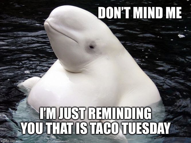 Fat Whale | DON’T MIND ME I’M JUST REMINDING YOU THAT IS TACO TUESDAY | image tagged in fat whale | made w/ Imgflip meme maker