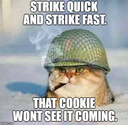 War Cat |  STRIKE QUICK AND STRIKE FAST. THAT COOKIE WONT SEE IT COMING. | image tagged in war cat | made w/ Imgflip meme maker
