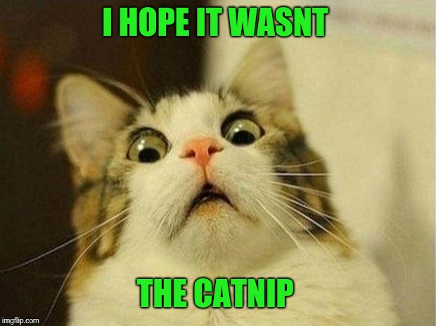 Scared Cat Meme | I HOPE IT WASNT THE CATNIP | image tagged in memes,scared cat | made w/ Imgflip meme maker