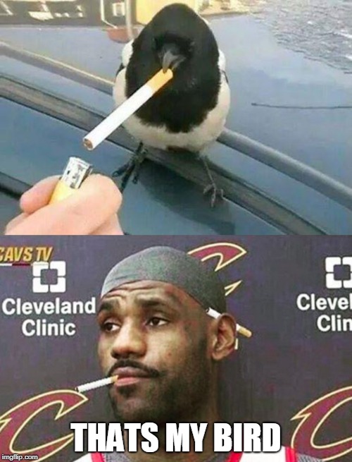 this bird is from the hood for sure | THATS MY BIRD | image tagged in piebald crow smoking a cigarette,lebron cigarette | made w/ Imgflip meme maker