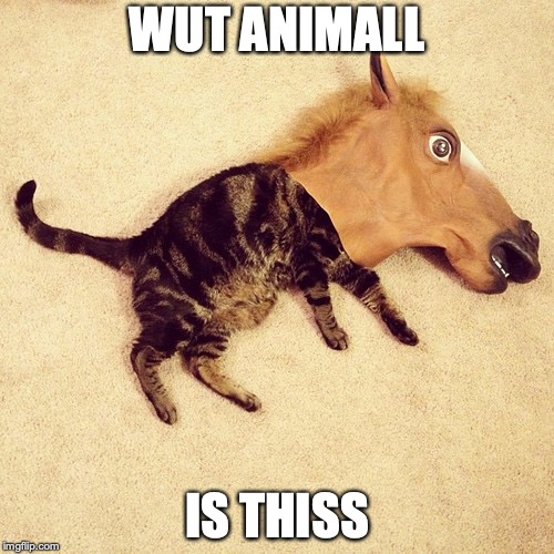 horesycat!!!1 | WUT ANIMALL; IS THISS | image tagged in horse,kitty,scarey | made w/ Imgflip meme maker