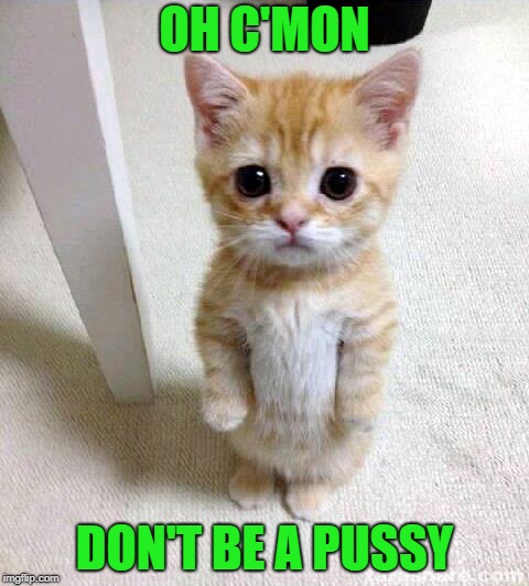 Cute Cat Meme | OH C'MON DON'T BE A PUSSY | image tagged in memes,cute cat | made w/ Imgflip meme maker
