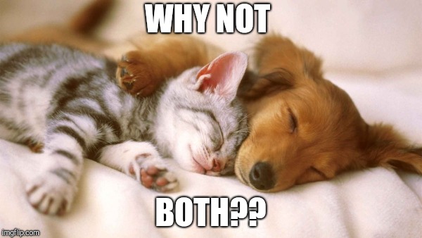 cats and dogs sleeping together | WHY NOT BOTH?? | image tagged in cats and dogs sleeping together | made w/ Imgflip meme maker