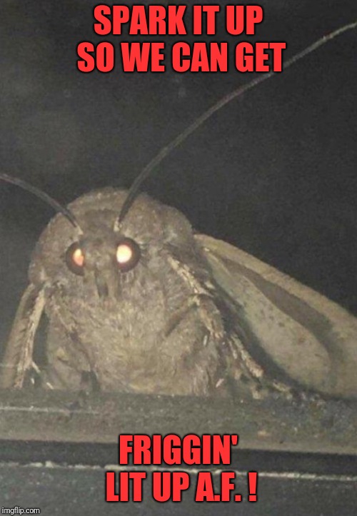 Moth | SPARK IT UP SO WE CAN GET; FRIGGIN' LIT UP A.F. ! | image tagged in moth | made w/ Imgflip meme maker