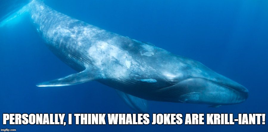 Blue Whale | PERSONALLY, I THINK WHALES JOKES ARE KRILL-IANT! | image tagged in blue whale | made w/ Imgflip meme maker